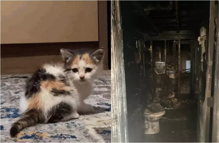 小貓妮娜「一個救全家」，叫醒全家逃離火場後，自己卻不幸罹難。