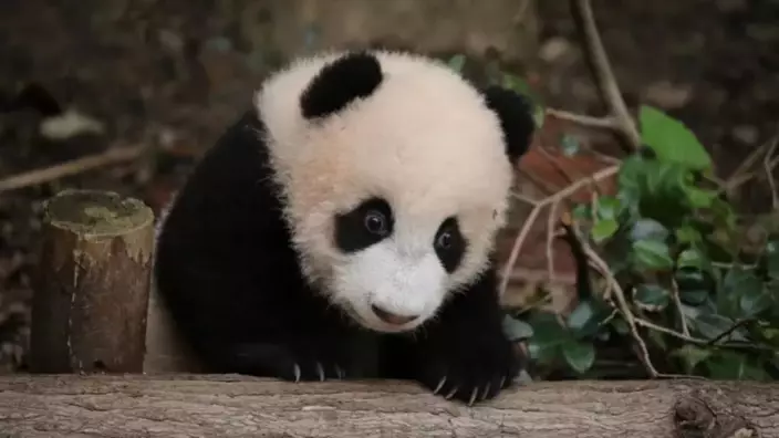 官方證實大熊貓「寶新」已離世 。