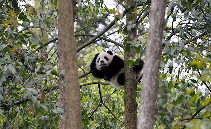 大熊貓在樹上休息。新華網