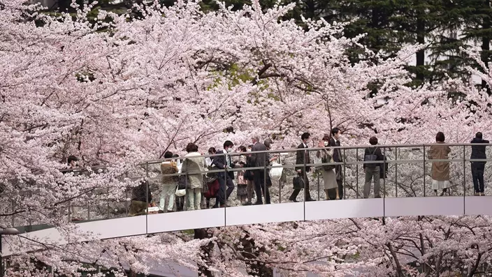 2022情東京六本木區的櫻花。 美聯社