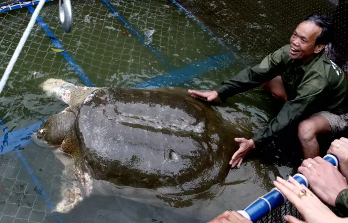 越南發現的世界最後一隻雌性斑鱉證實已經死亡。