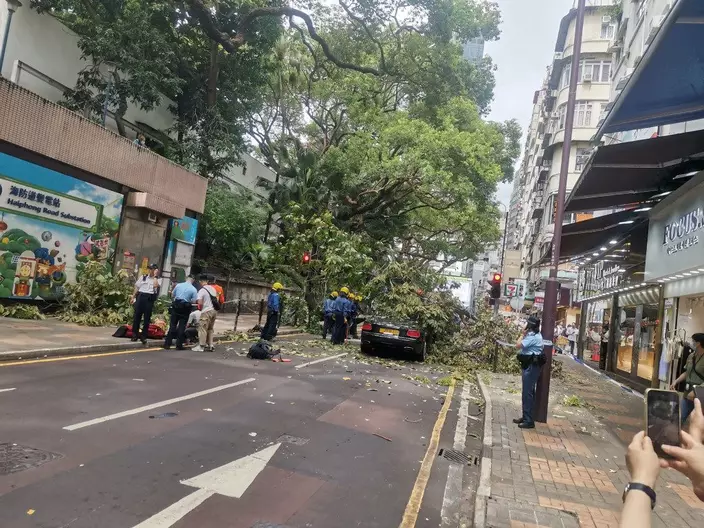 大樹壓中一輛途經賓利房車。fb:Chi Ming Lee
