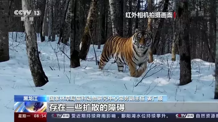 之前已有野外相機拍攝到中國大興安嶺出現東北虎。