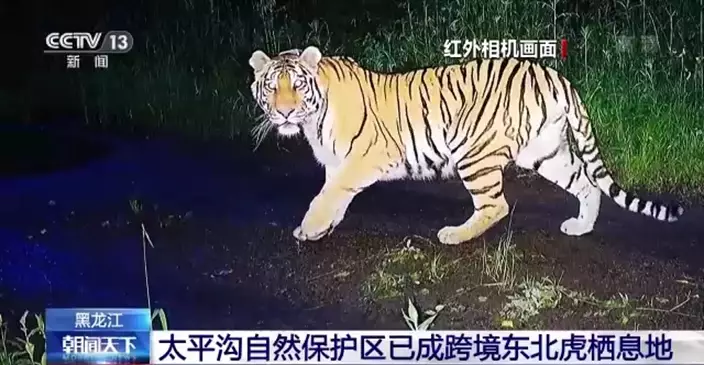 之前已有野外相機拍攝到中國大興安嶺出現東北虎。