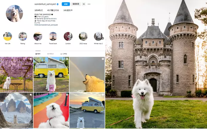 Felix主人為它開設社交賬號。(網上圖片:Instagram@wanderlust_samoyed)