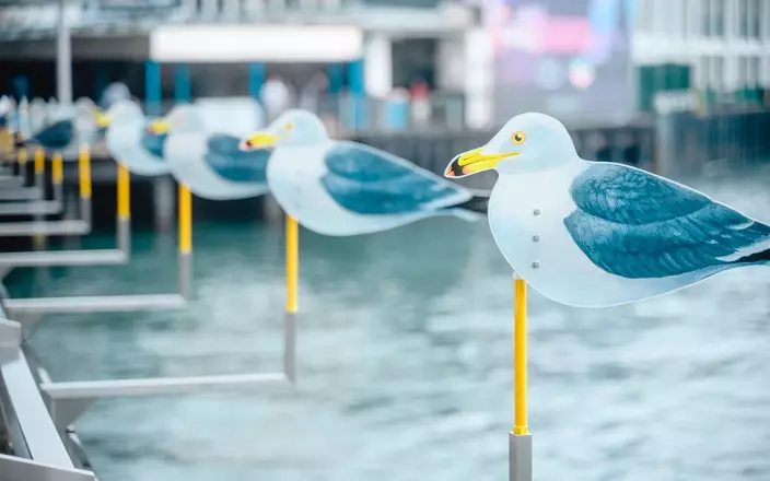 60隻1:1大的海鷗立板風向儀在岸邊隨風搖擺。