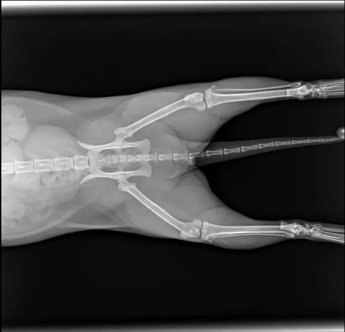 經獸醫拍攝X光檢查，確認Shifu沒有大礙，只有指甲有些損傷。（facebook圖片）