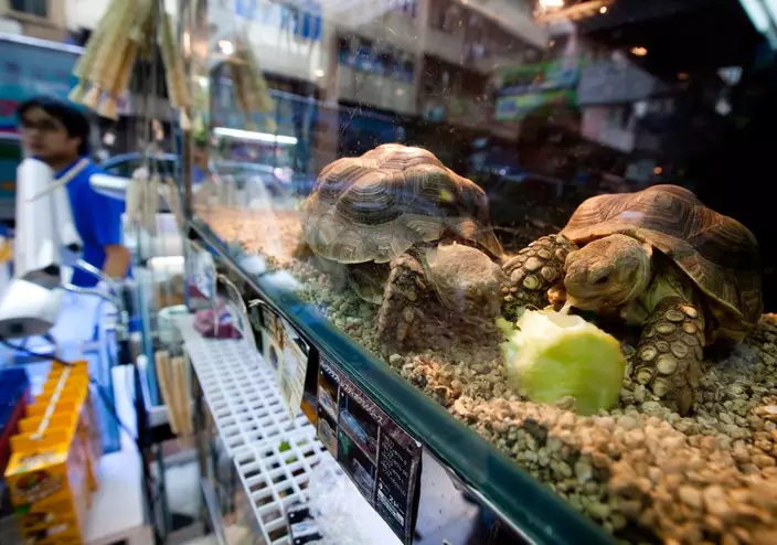 於通菜街（金魚街）有店家出售屬瀕危級別的非洲盾臂龜。世界自然基金會香港分會圖片ⓒ Tobi Lau / WWF-Hong Kong