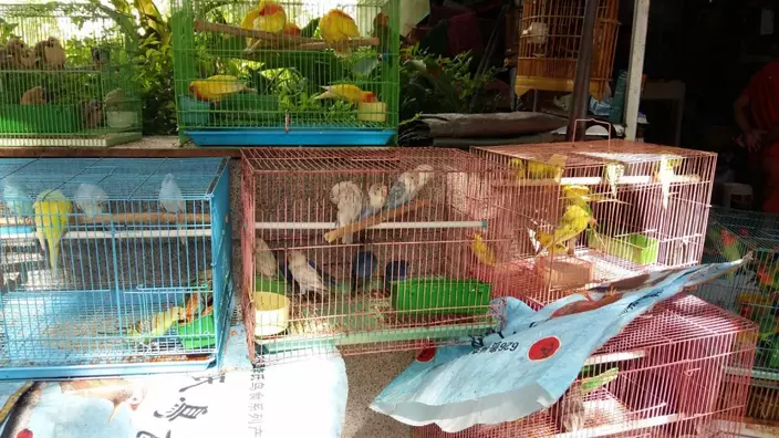 園圃街雀鳥花園（俗稱雀仔街）有多種鸚鵡出售。世界自然基金會香港分會圖片ⓒ Tobi Lau / WWF-Hong Kong