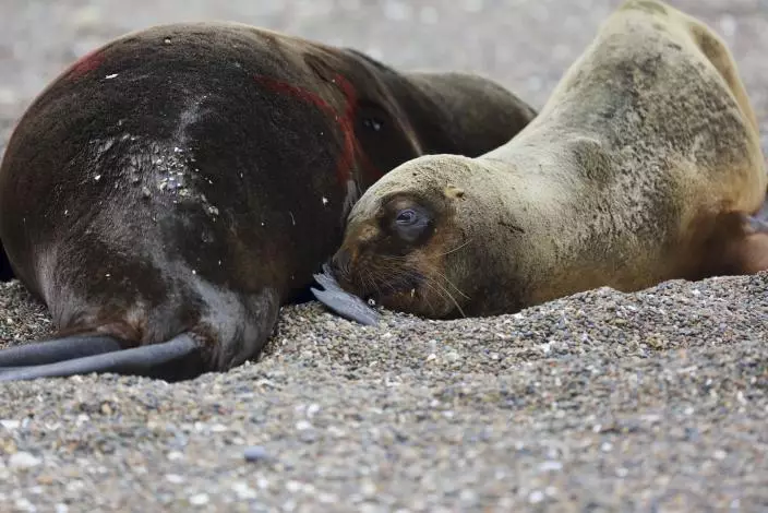 禽流感侵襲烏拉圭約400頭海獅和海豹染病身亡