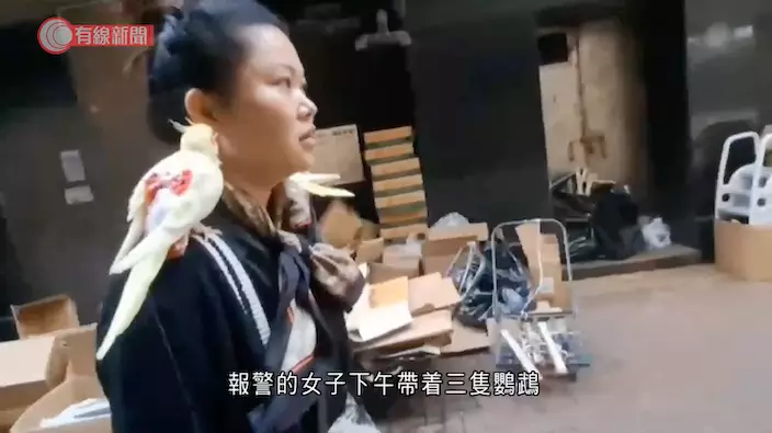 筲箕灣釣魚用品店鸚鵡走失飼主擔心被盜報警