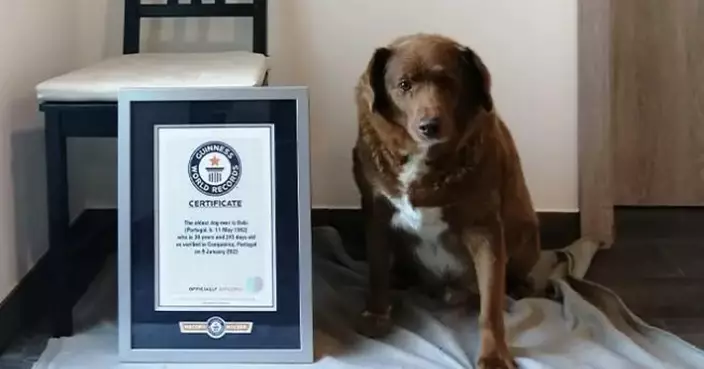 Guinness World Records 官網圖片