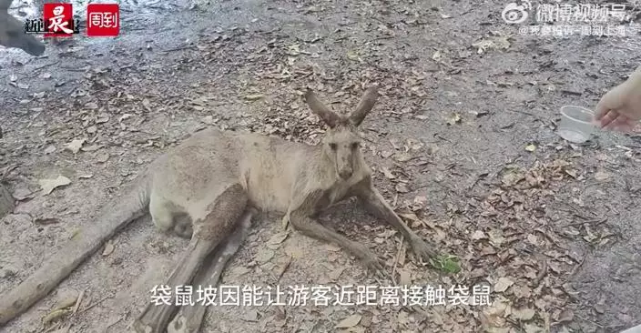 微博影片截圖