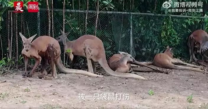 微博影片截圖