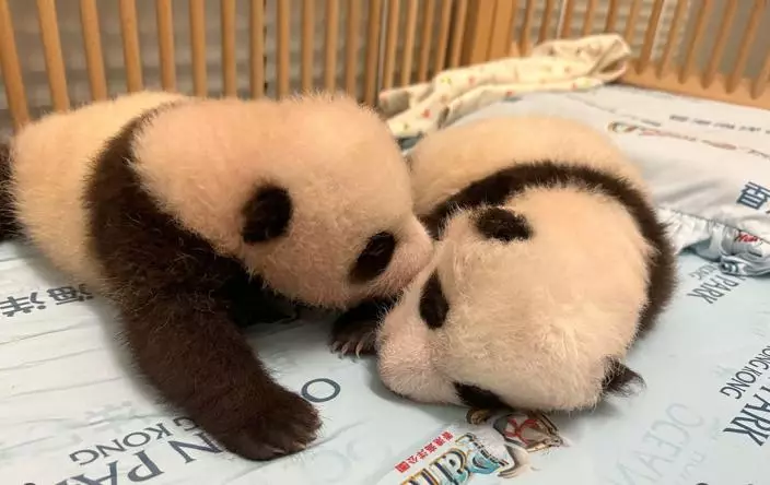 家姐細佬擄獲不少香港人的心。官方ig圖片