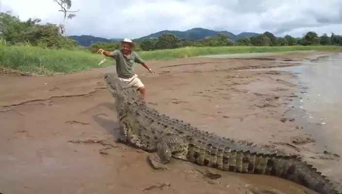 X(Twitter)影片截圖@AMAZlNGNATURE