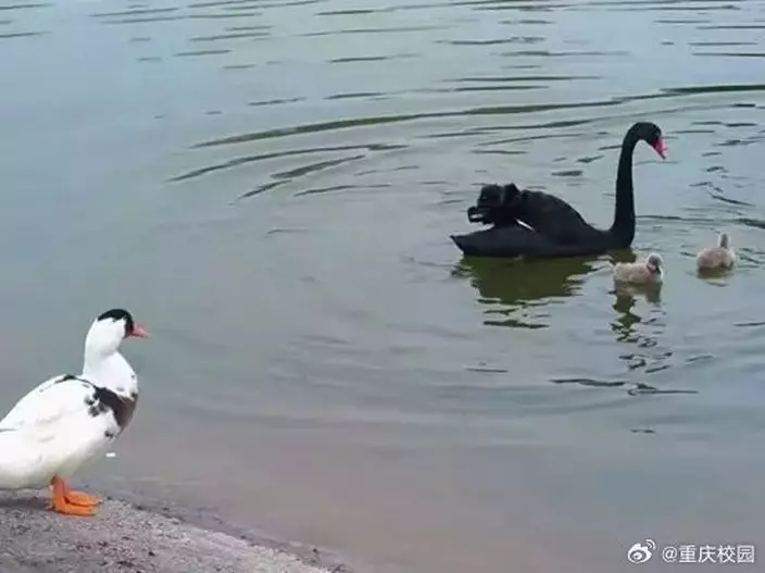 微博圖片