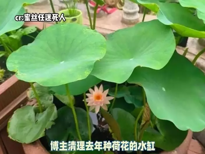 微博影片截圖