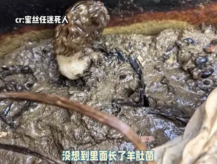 微博影片截圖