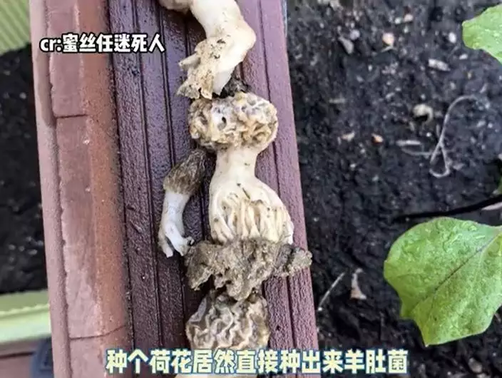 微博影片截圖