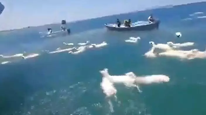 影片截圖