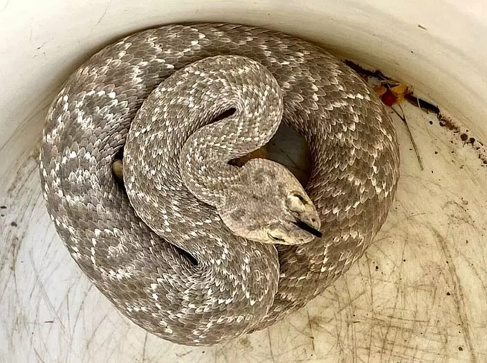 IG圖片@rattlesnakesolutions