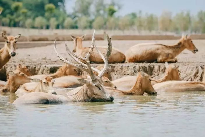上古神獸麋鹿從滅絕邊緣重生，中國打造全球最大野生種群。Trip.com 旅遊指南圖片