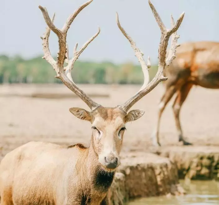 上古神獸麋鹿從滅絕邊緣重生，中國打造全球最大野生種群。Trip.com 旅遊指南圖片