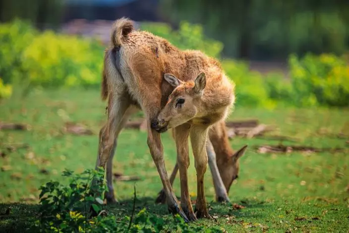 上古神獸麋鹿從滅絕邊緣重生，中國打造全球最大野生種群。Trip.com 旅遊指南圖片