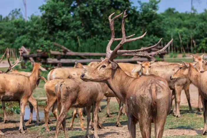 上古神獸麋鹿從滅絕邊緣重生，中國打造全球最大野生種群。Trip.com 旅遊指南圖片