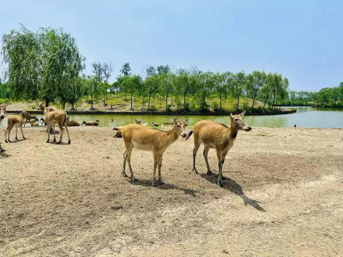 上古神獸麋鹿從滅絕邊緣重生，中國打造全球最大野生種群。江蘇大豐麋鹿國家級自然保護區，Trip.com 旅遊指南圖片