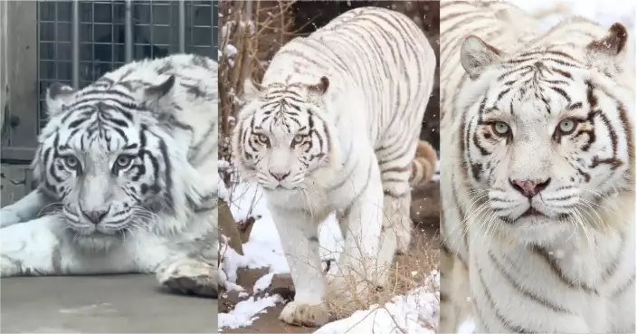 一隻因外貌爆紅的白虎，意外帶動動物園成為全國打卡熱點。網上圖片