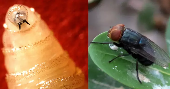 墨西哥食肉螺旋蠅疫情逼近美國德州邊境，州長發災難令斥資58億港元建滅蟲設施保護畜牧業。圖片來源：美國疾病控制與預防中心