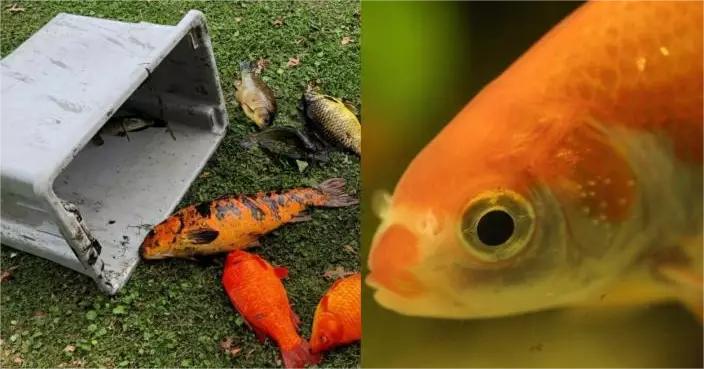 奧克蘭市議會動用全國唯一電擊捕魚船，清除西泉湖逾500公斤錦鯉、金魚及紅耳龜等外來物種，當局指長年放生行為是生態破壞根源。圖片來源：奧克蘭市議會官方網站 OurAuckland