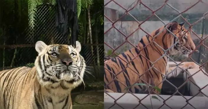 泰國清邁兩座虎園於二月爆發動物疫情，導致七十二隻老虎在短時間內接連病逝。圖片來源：Tiger Kingdom 清邁 Facebook / PETA Asia Instagram