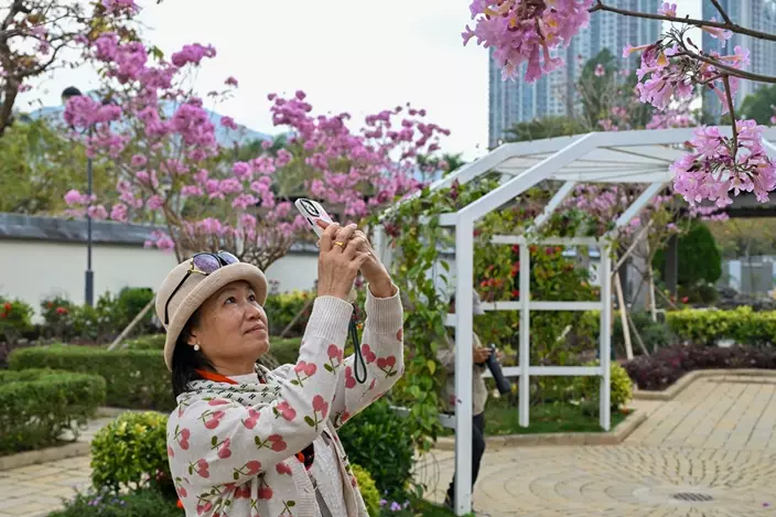 打卡熱點: 沙田公園的花海吸引市民和旅客駐足拍照。圖片來源：政府新聞網