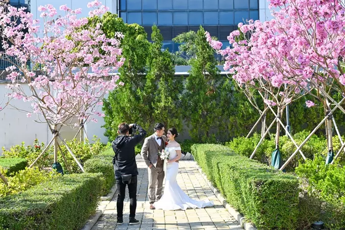 浪漫時刻: 花海為公園披上浪漫氛圍，有新人在此拍攝婚照。圖片來源：政府新聞網