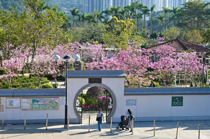 花開滿園: 春季花期，沙田公園內的紫花風鈴木開花，形成花海。圖片來源：政府新聞網