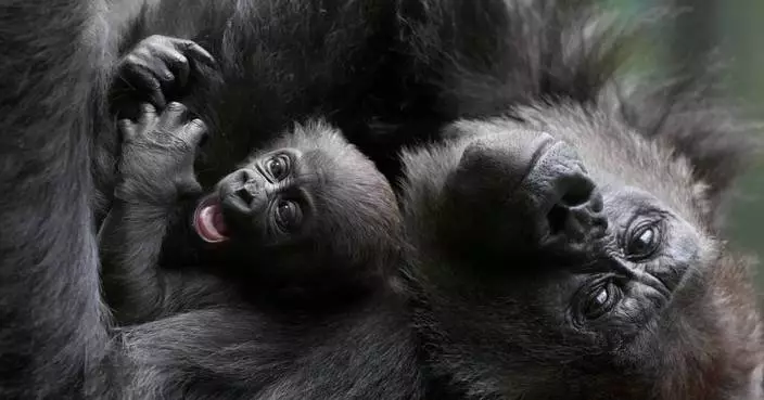 Baby gorilla cuddled by mother at London Zoo remains nameless