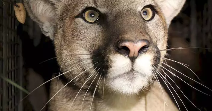 You might spot a mountain lion in California, but attacks like the one that killed a man are rare