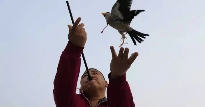 AP PHOTOS: Beijingers play fetch with migratory birds in traditional game
