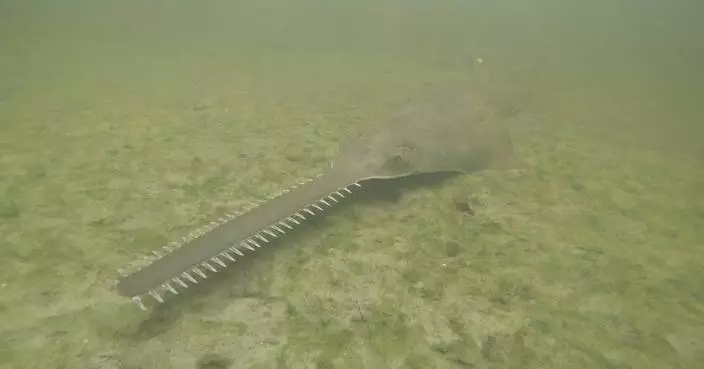 Sawfish are spinning, and dying, in Florida waters as rescue effort begins