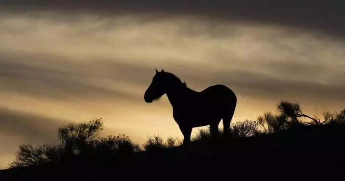 US judge in Nevada hands wild horse advocates rare victory in ruling on mustang management plans