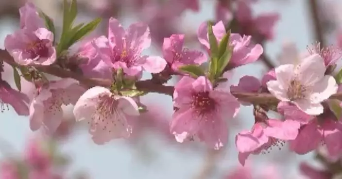 Beijing celebrates vibrant cultural festivals, showcasing enchanting beauty of peach blossoms, tulips