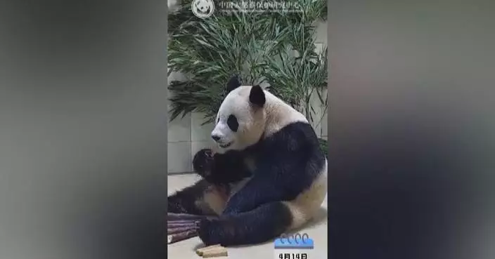 ROK-born panda settling into new surroundings, ventures outdoors during quarantine
