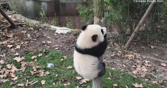 Active giant panda cub shows keepers her athletic skills