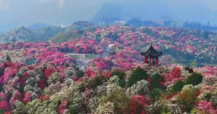 Hundred miles of azalea blossoms create economic fortunes in southwest China's Guizhou