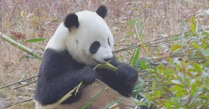 China to send new panda couple to Spain next week