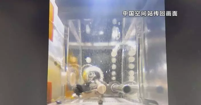 Zebrafish enter orbit on China Space station, in stable condition