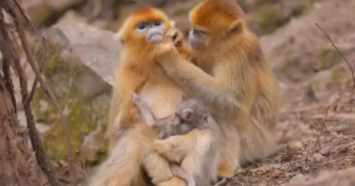 Zhouzhi nature reserve sees birth of 30 new golden snub-nosed monkeys this year